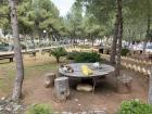 Some stray cats hanging out on one of the tables at the University of Jordan's campus