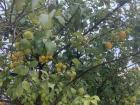 A lemon tree: citrus is very popular during the winter months in Jordan