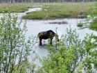 A moose I saw back in 2017. I took the picture from the truck, safely