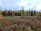 This peatland is covered by moss