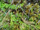 Do you see the berries on top of the moss?