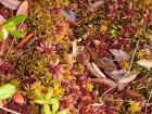 This is Sphagnum moss up close