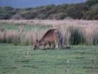 One year old kangaroo feeding in the afternoon