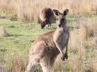 An unmarked adult female kangaroo looking alert because I was slightly too close