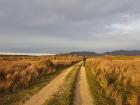 The road next to Cotter's lake, a temporary lake that holds a whole lot of wildlife