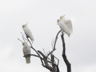 Cockatoos perching on a tree on a foggy day. They were right out of my field station