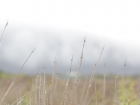 Foggy morning in the background, with wet grass in the foreground