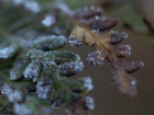 A close-up shot of the frosted fern