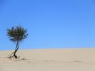 The sand dunes in the Wilsons Promontory National Park, less than 40 minutes away from our study area