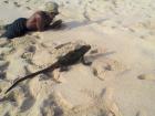Lying next to a marine iguana on Punta Carola beach, in San Cristobal Island, Galápagos