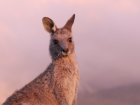 A young kangaroo looking at me while filming in the late afternoon