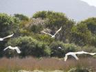 A late morning picture of a small flock of cockatoos