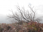 We saw a dead tree among all of the fog