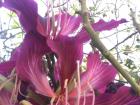 Tropical flowers abound in certain parts of Oaxaca