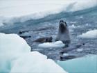 Curious marine wildlife during an environmental study expedition