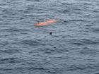 Can you spot the sunfish checking out our AUV when we brought it to the surface?