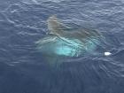 A close-up view of the curious sunfish