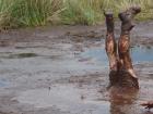 I'm head under in the mud pit for the survival challenge on a Scottish Island