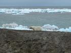 Within the first hour of us landing, we saw our first polar bear! From a safe distance near our truck, we watched as it was feeding on a seal