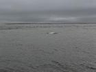 One of the beluga whales that we were lucky to see in the Beaufort Sea; It was fascinating to see them going up and down in circles repeatedly (Photo: Marina Nieto-Caballero)