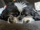 The only animal I see on a daily basis