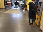 Dog waiting in Rewe