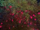 Picture of a tree decorated with glowing hearts