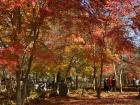 Nami Island's fall foliage