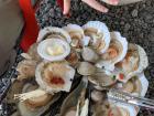 Huge plate of fresh clams and scallops, with my hand for scale