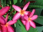 Nothing says spring like tropical flowers!