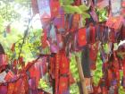 Prayers and messages are written on these cards and tied to trees by the temple