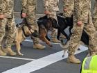 War doggos in the Ukrainian Border force.