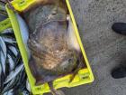 Stingray for dinner? 