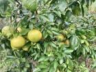 Grapefruit season in Louisiana runs fall to spring