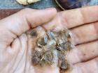 Inside the shell are these delicate seeds that eventually scatter in the wind
