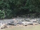 Is it a croc or a rock? 
