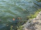 Croc in the water! 