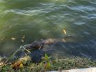 Can you spot the crocodile? 