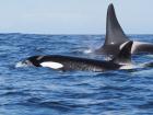 Killer whales in Iceland