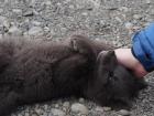 Let's pet an Arctic fox pup!