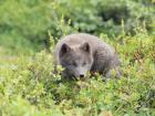 Here is an Arctic fox pup 