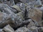 Can you spot the fox? 