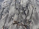 Beautiful patterns on the sand. Remember to appreciate the small things! 