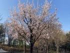 The first cherry blossom tree that I saw at Seoul Forest Park!!