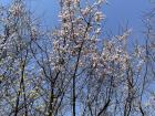 A picture of the cherry blossoms 