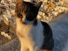 I went to Greece over Christmas break and couldn't help but take pictures of a lot of the cats I saw there!