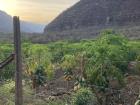Papayas being grown at the base of the canyon