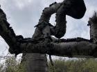 A gnarled ceiba barrigona tree