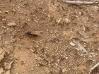 A leafcutter ant princess that just emerged from the nest. Can you spot all the tiny workers around her? 