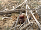 A leafcutter queen digging her own nest after a big day of flying to find mates and then losing her wings